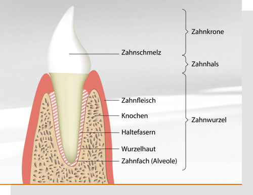 Haltefasern - Aufbau des Zahns