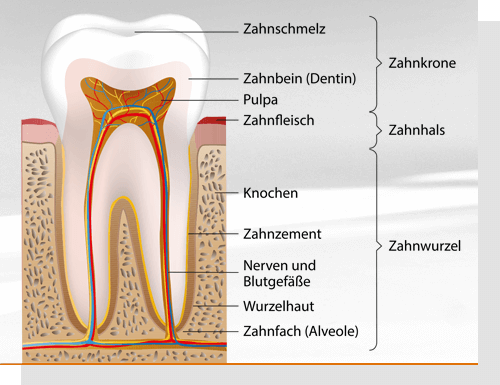 Aufbau eines Zahns